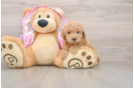 Best Poodle Baby