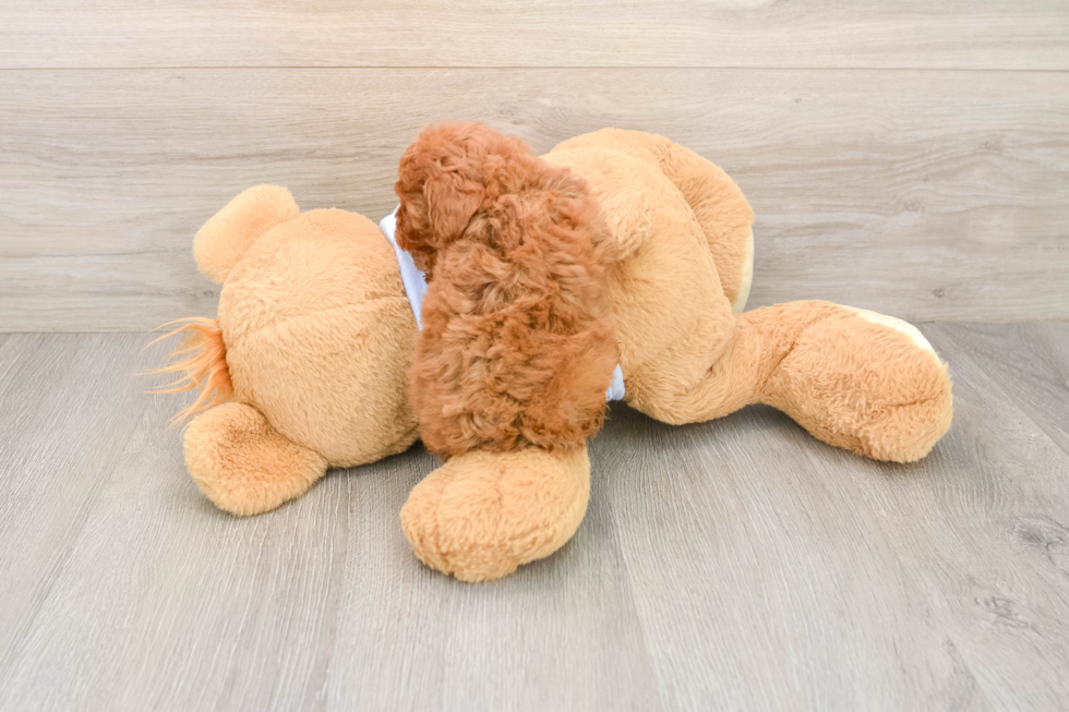 Poodle Puppy for Adoption
