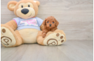 Hypoallergenic Poodle Purebred Pup