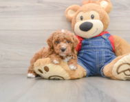 6 week old Poodle Puppy For Sale - Pilesgrove Pups
