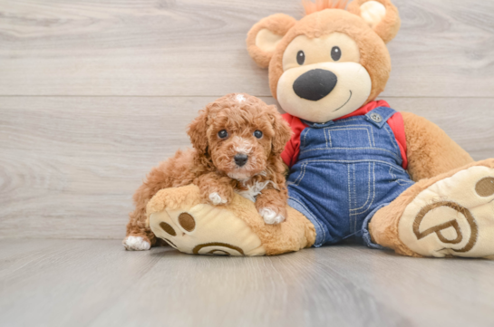 Best Poodle Baby