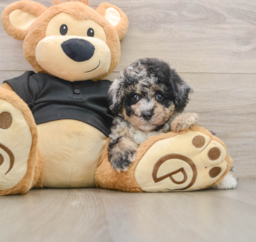 8 week old Poodle Puppy For Sale - Pilesgrove Pups