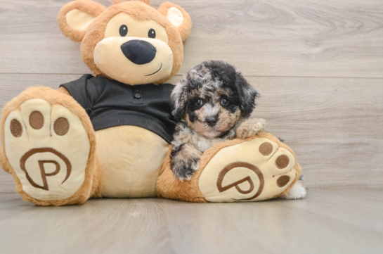Poodle Puppy for Adoption