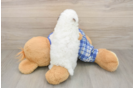 Poodle Puppy for Adoption