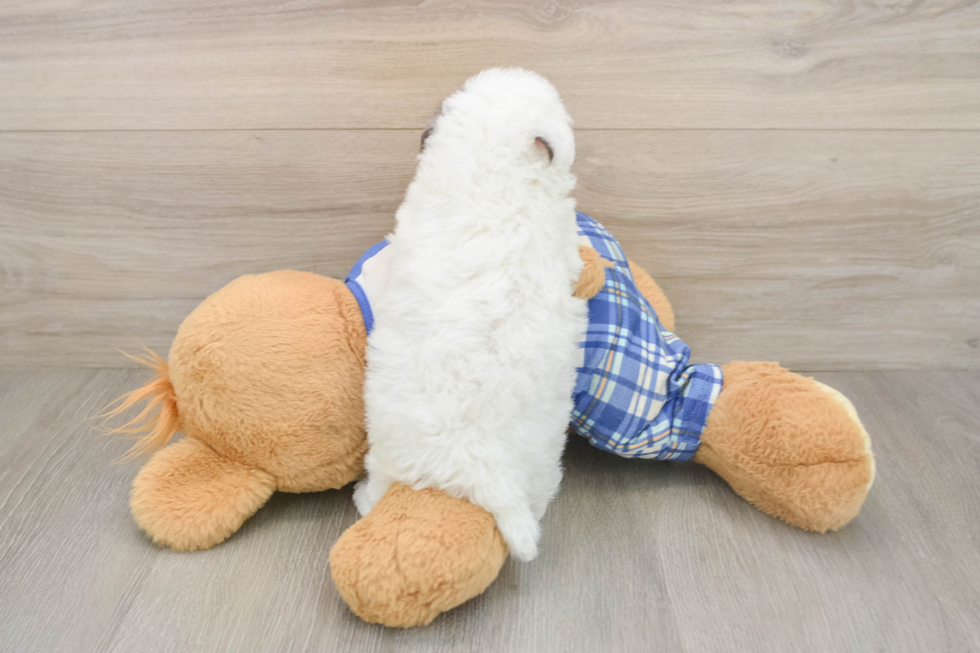 Poodle Puppy for Adoption