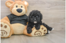 Best Poodle Baby