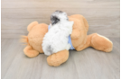 Playful Poodle Baby