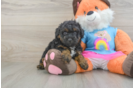 Poodle Pup Being Cute