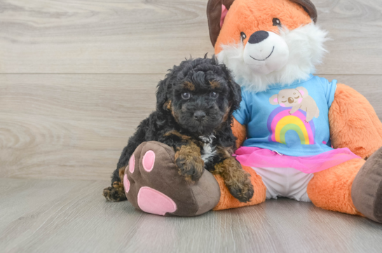 Poodle Pup Being Cute
