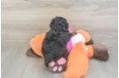 Hypoallergenic Poodle Purebred Pup