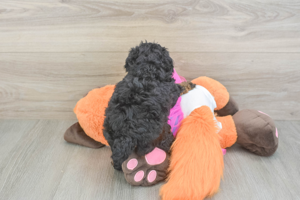 Hypoallergenic Poodle Purebred Pup