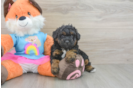 Poodle Puppy for Adoption