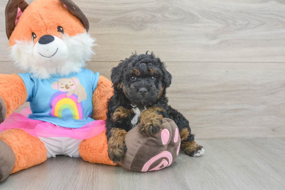 Poodle Puppy for Adoption
