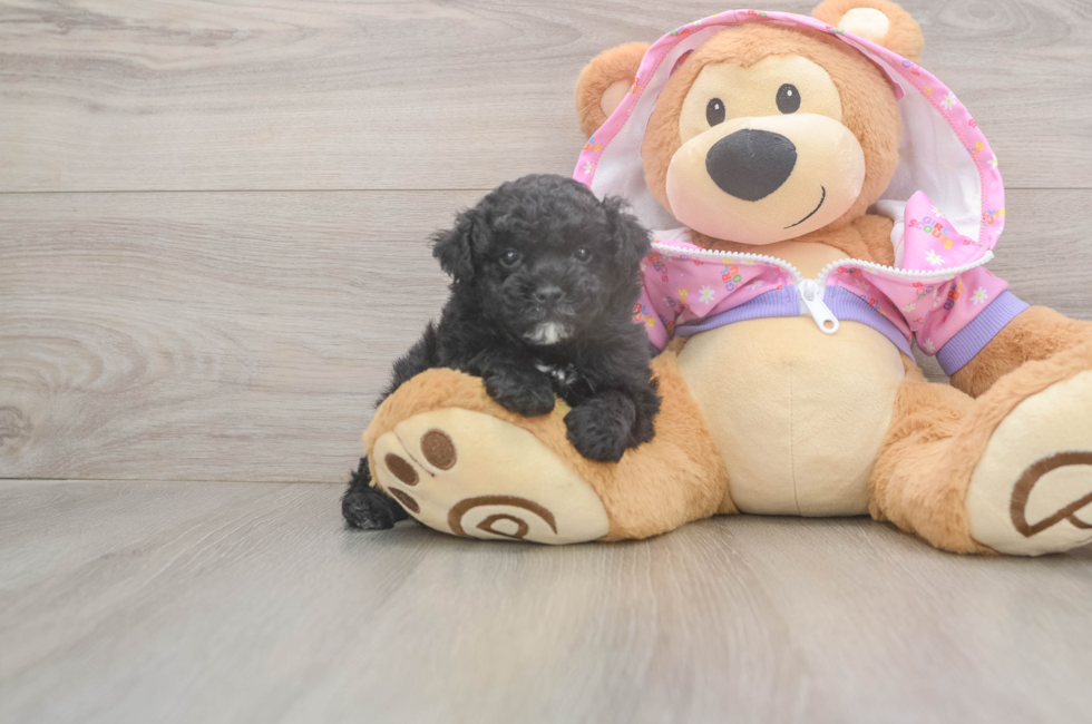 5 week old Poodle Puppy For Sale - Pilesgrove Pups