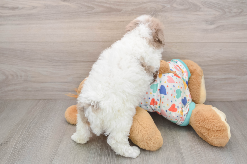 Poodle Pup Being Cute