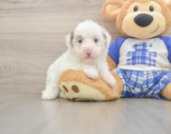 7 week old Poodle Puppy For Sale - Pilesgrove Pups