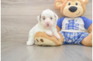 Best Poodle Baby