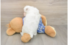 Best Poodle Baby
