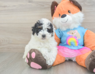 8 week old Poodle Puppy For Sale - Pilesgrove Pups