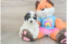 Poodle Puppy for Adoption