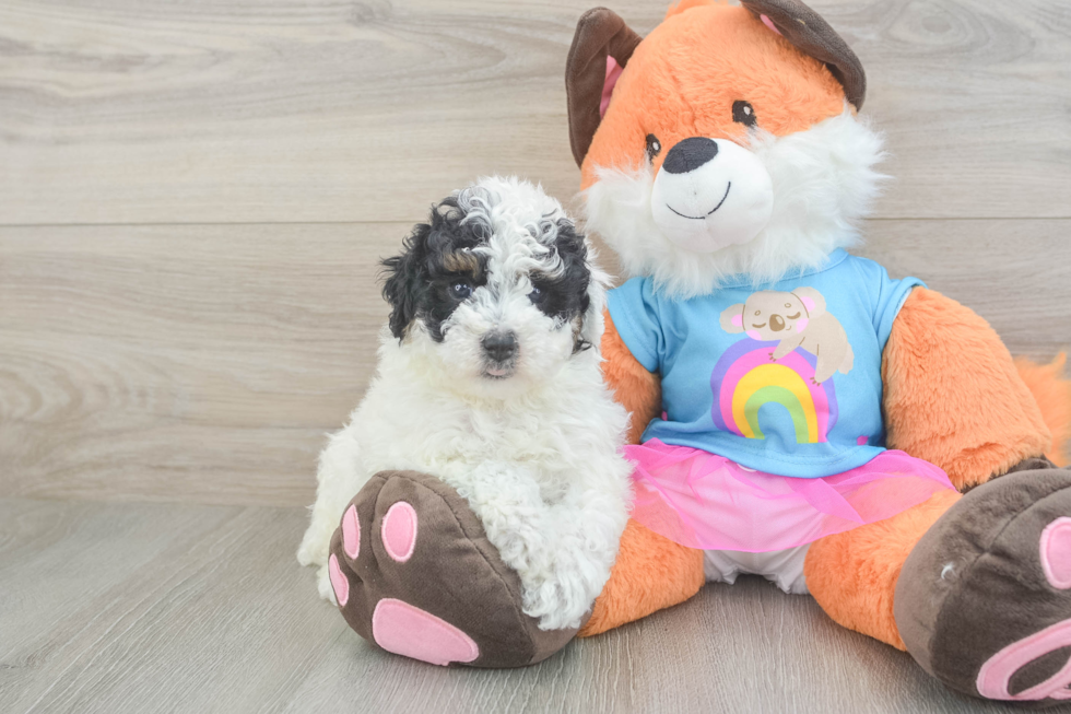 Poodle Puppy for Adoption