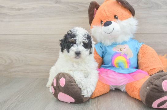 Poodle Puppy for Adoption