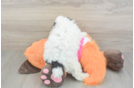 Poodle Pup Being Cute