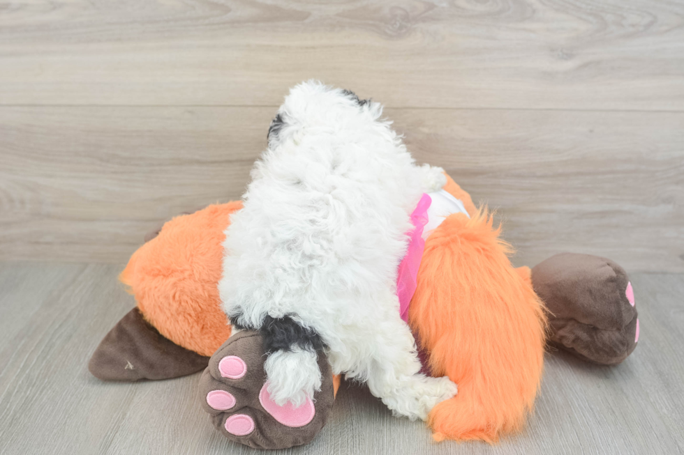 Poodle Pup Being Cute
