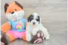 Hypoallergenic Poodle Baby