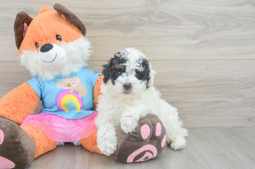 Hypoallergenic Poodle Baby
