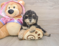 9 week old Poodle Puppy For Sale - Pilesgrove Pups