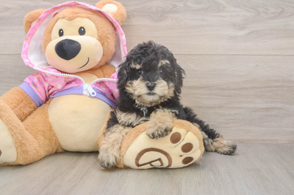7 week old Poodle Puppy For Sale - Pilesgrove Pups