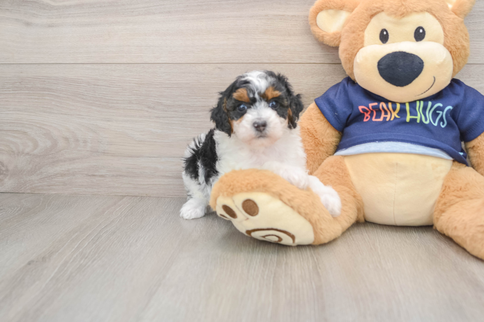 Small Poodle Purebred Pup