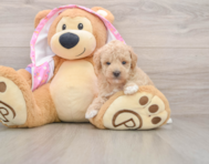 7 week old Poodle Puppy For Sale - Pilesgrove Pups