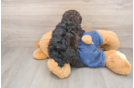 Poodle Pup Being Cute