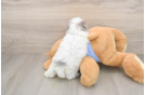 Poodle Puppy for Adoption