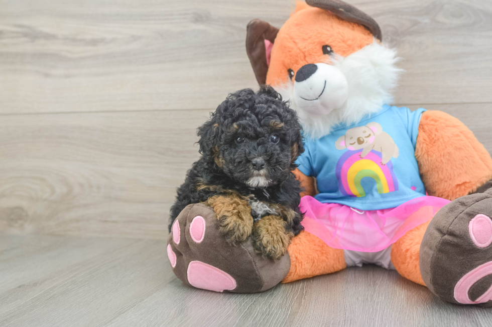 Playful Poodle Purebred Pup