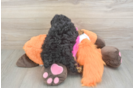 Fluffy Pudle Purebred Puppy