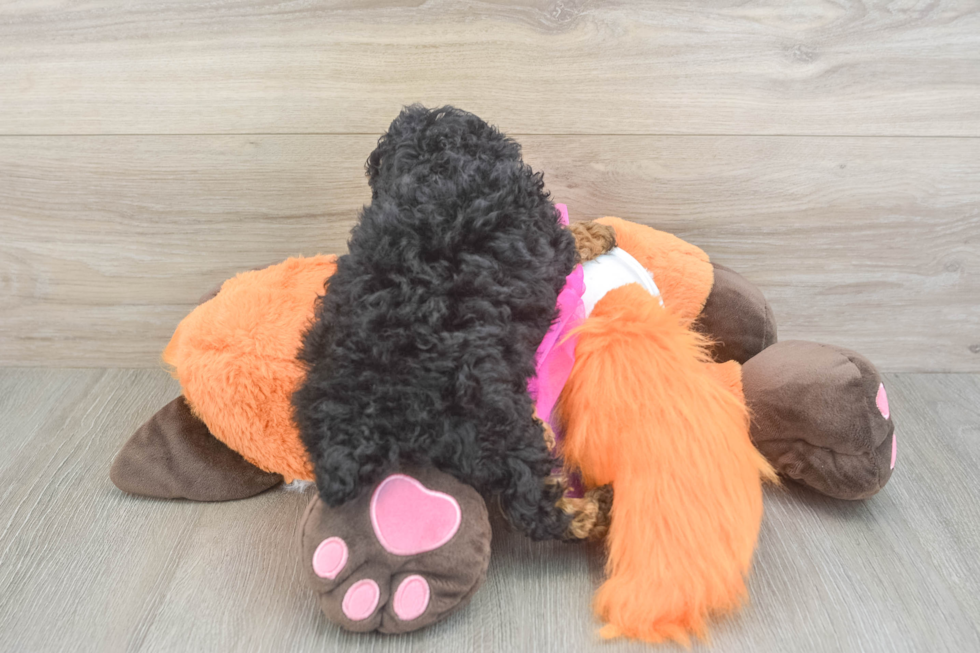 Fluffy Pudle Purebred Puppy