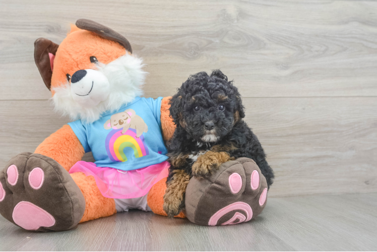 Poodle Pup Being Cute