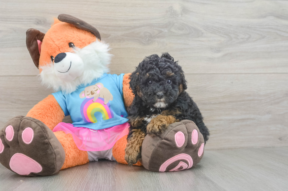 5 week old Poodle Puppy For Sale - Pilesgrove Pups