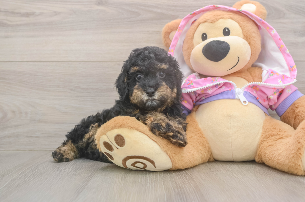 7 week old Poodle Puppy For Sale - Pilesgrove Pups