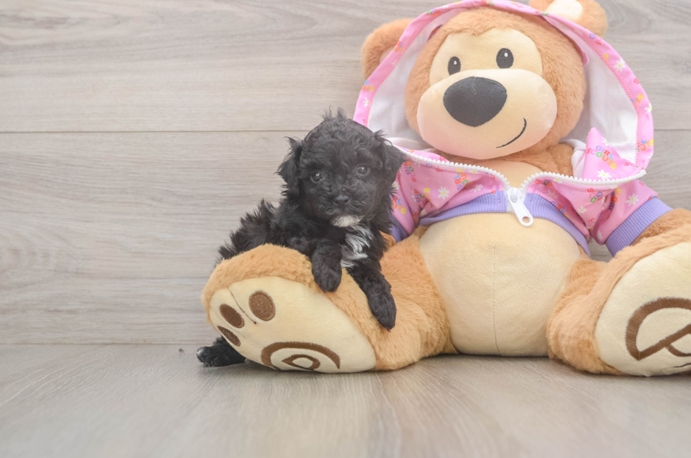 5 week old Poodle Puppy For Sale - Pilesgrove Pups