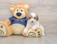8 week old Poodle Puppy For Sale - Pilesgrove Pups