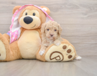 7 week old Poodle Puppy For Sale - Pilesgrove Pups