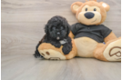 Funny Poodle Baby