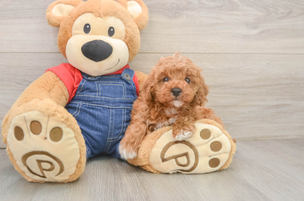 6 week old Poodle Puppy For Sale - Pilesgrove Pups