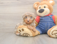 8 week old Poodle Puppy For Sale - Pilesgrove Pups