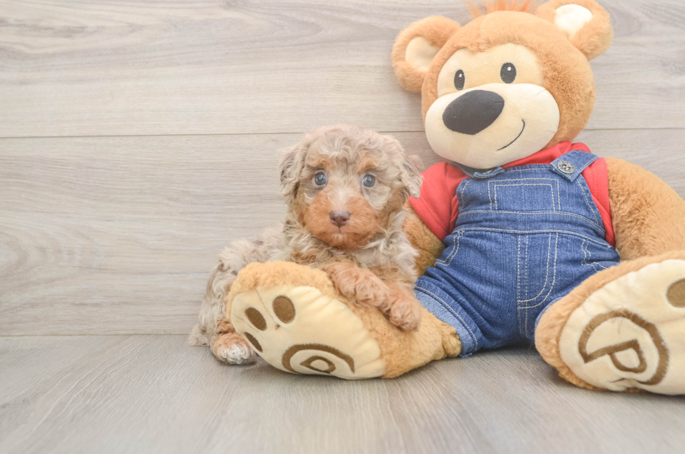 6 week old Poodle Puppy For Sale - Pilesgrove Pups