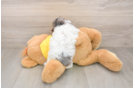 Best Poodle Baby